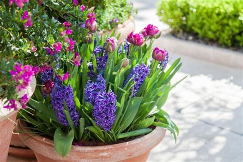 Planter Des Bulbes De Printemps En Pot Gamm Vert