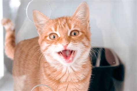 Premium Photo Cute Sick Cat Waiting For The Vet