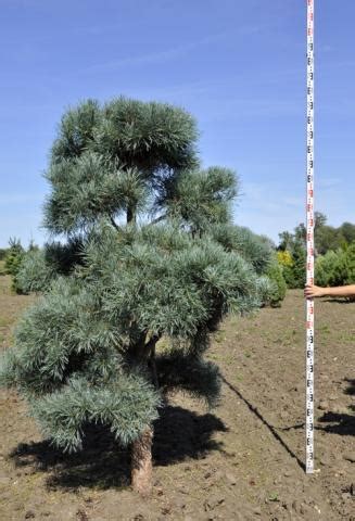 Pinus Sylvestris Bleu Bonsai B Quality Borovice Starkl