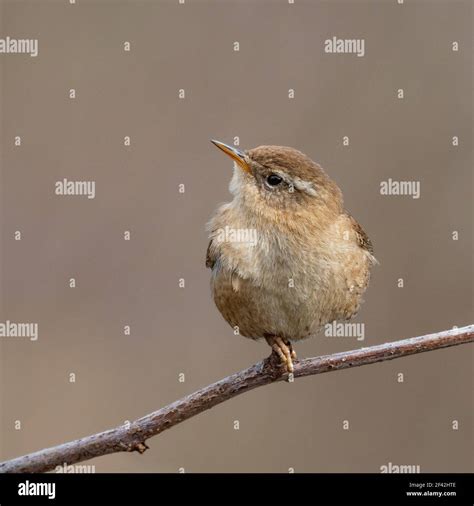 Britische Tierfotos Fotos Und Bildmaterial In Hoher Auflösung Alamy