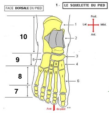 OSTEO FACE DORSALE DU PIED Cartes Quizlet