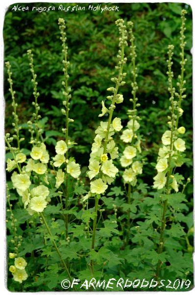 Alcea Rugosa Russian Hollyhock 45 Seeds Papaver Somniferum Seeds