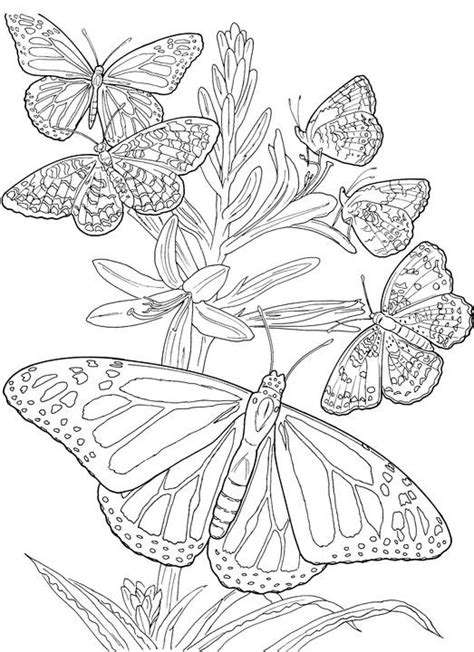 Coloriages Adultes Papillon