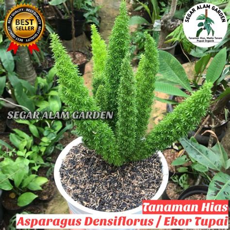 Jual Tanaman Hias Cemara Ekor Tupai Ekor Tupai Asparagus Tanaman