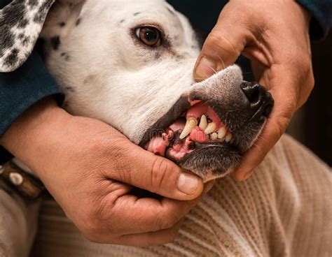 Epulis Fibrous Type In A Dog 1 Stock Photo Image Of Surgery Care