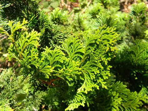 Chamaecyparis Obtusa Confucius Yellow Hinoki Cypress North