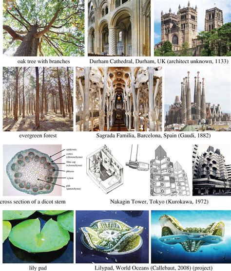 Bioarchitecture Bioinspired Art And Architecture—a Perspective