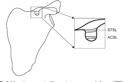 Structure of superior transverse scapular ligament | Semantic Scholar