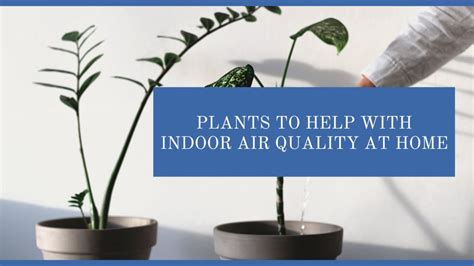 Plants To Help With Indoor Air Quality At Home Madison AL