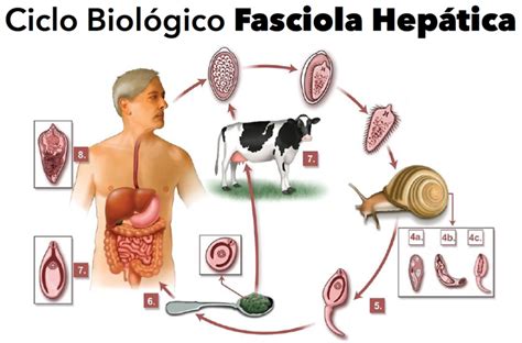 Parásito “fasciola Hepática” Produce Graves Infecciones A Más De Un