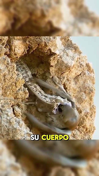 Esta Serpiente 🐍 Tiene En Su Cola Una Araña 🕷️ Animales Shorts