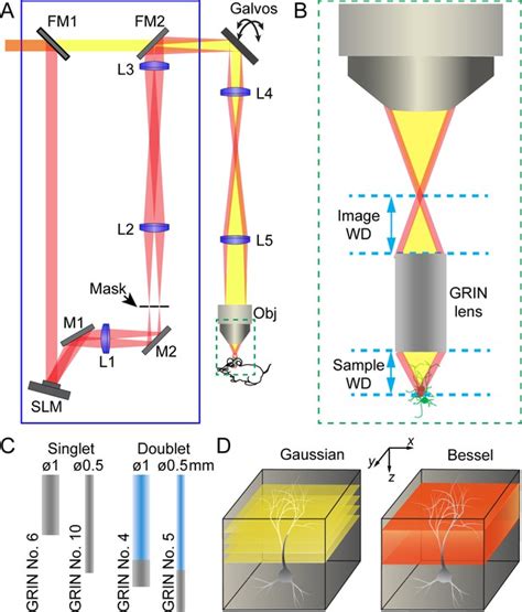 Figures And Data In High Throughput Synapse Resolving Two Photon