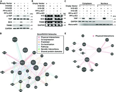 H Regulates Yap Activation Mediated By Pp A Western Blot Analysis