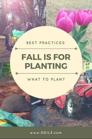 Fall Planting Tips For Gardening And Landscaping