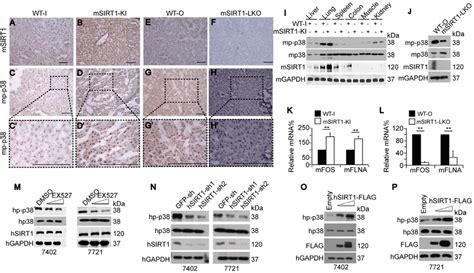 Sirt1 Upregulated P P38 In Mouse Livers And Hcc Cells A H Download Scientific Diagram