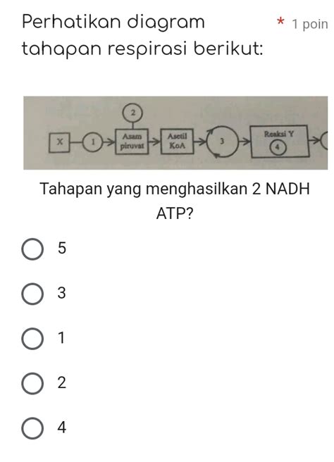 Perhatikan Diagram Tahapan Respirasi Berikut Studyx