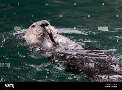 Cara Y Patas De Nutria Fotograf As E Im Genes De Alta Resoluci N Alamy