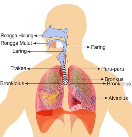 5 Organ Pernapasan Manusia Beserta Fungsi Gambar Penjelasannya