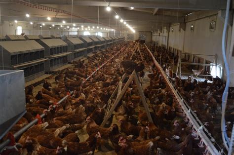 Premium Photo Laying Chicken