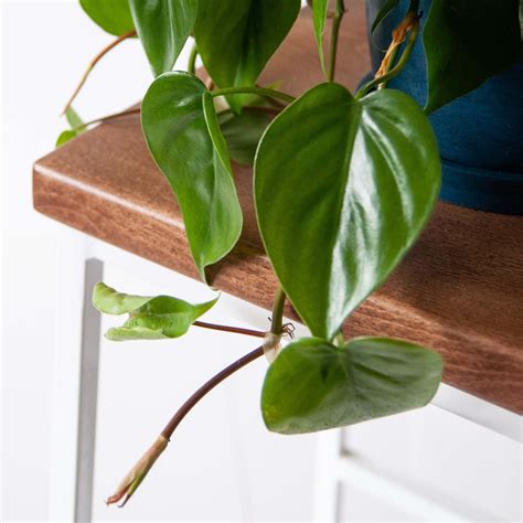 Philodendron - Bloomscape