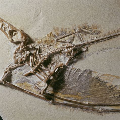 Quetzalcoatlus Fossil