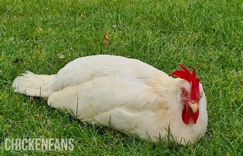 Lethargic Chickens Reasons Why Your Chicken Seems Depressed