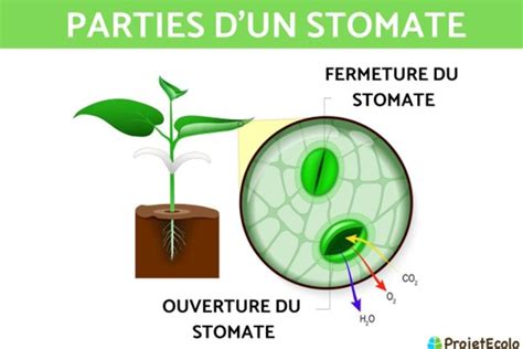 La S Ve Des Arbres Mus E De La Biodiversit Du Qu Bec