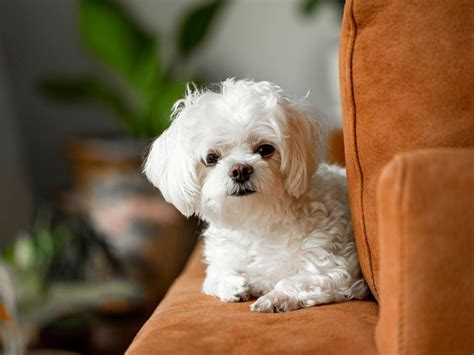 Are Teacup Puppies Hypoallergenic