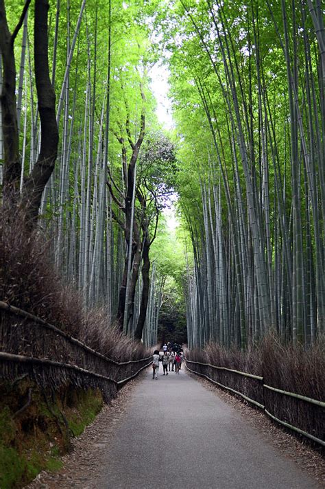 Arashiyama Bamboo Path Photograph by Nano Calvo - Fine Art America