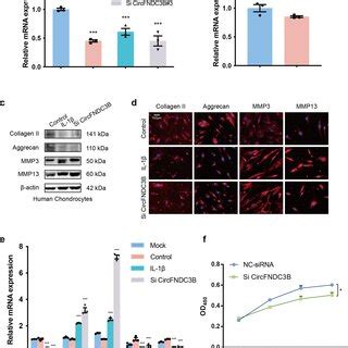 Knock Down Of CircFNDC3B Inhibits Proliferation And ECM Metabolism In