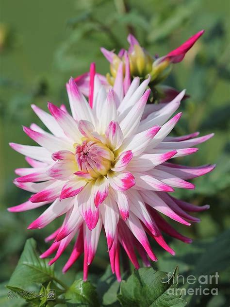 Dahlia Named Sorbet Photograph By J Mccombie Fine Art America