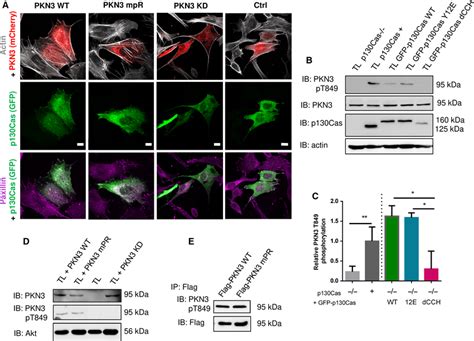 Pkn Activity Is Important For Stress Fibers Formation And Is