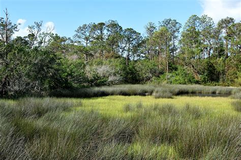 Florida Marshland Swamp Grass Free Photo On Pixabay Pixabay