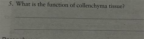 Solved What is the function of collenchyma tissue? | Chegg.com