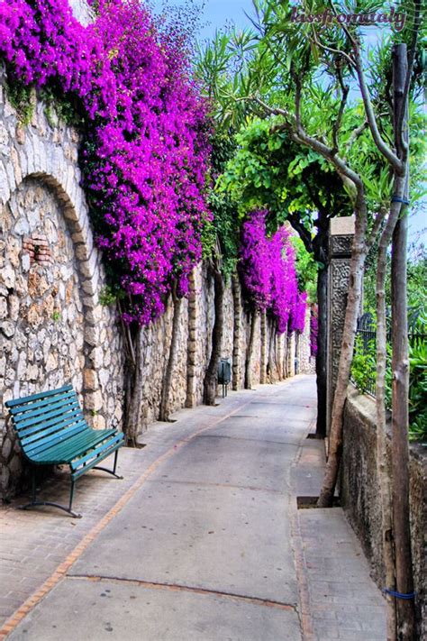 Bougainvillea Flowers At Capri Island Italy Garden Lamp Post Garden