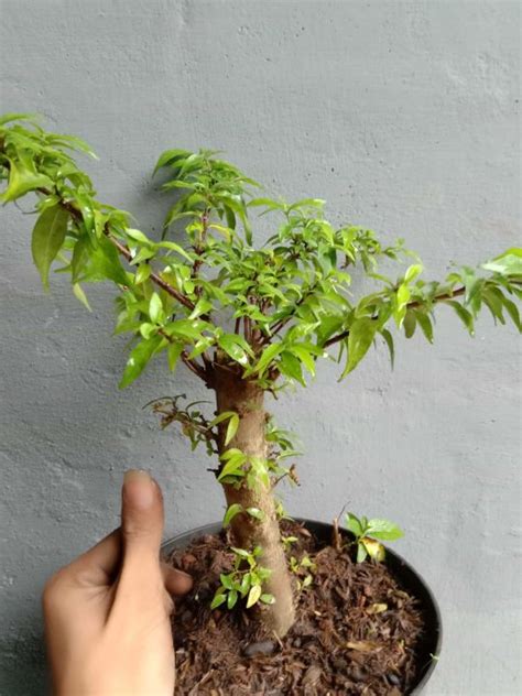 Tanaman Hias Bonsai Anting Putri Bonsai Anput Tinggi Cm Lazada