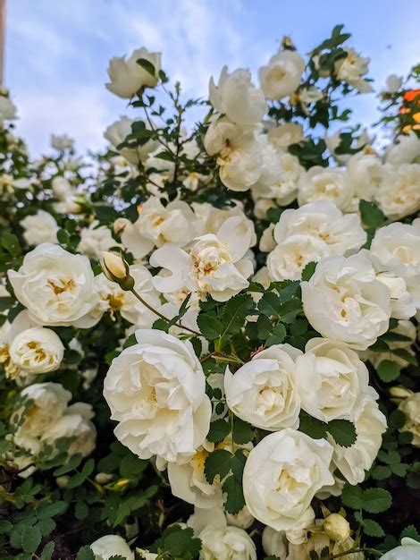 Premium Photo Beautiful Flowers Of White Wild Rose