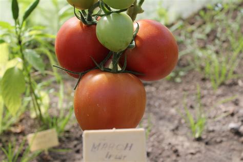 Сорт помидор Корнабель (много фото) - artshots.ru