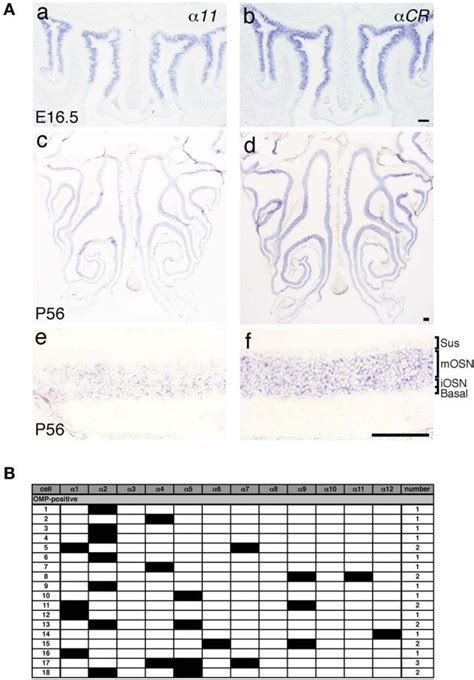 Expression Of Pcdh Mrnas In Osns Of The Oe A In Situ Hybridization