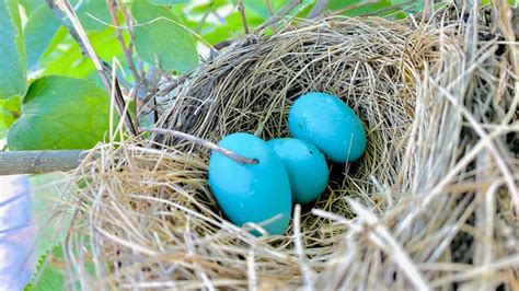 What Kind of Birds Lay Blue Eggs? The Complete Guide