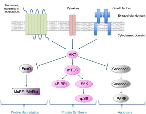 Figure 1 from The AKT/mTOR signaling pathway plays a key role in statin ... 