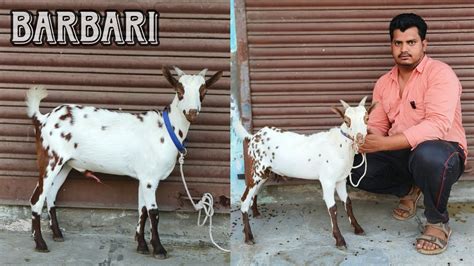 Quality Barbari Collection Of SS Goat Farm Aurangabad Maharashtra YouTube