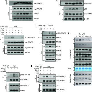 Prmt Regulates Cell Survival After Dna Damage A D Mcf Cells Were