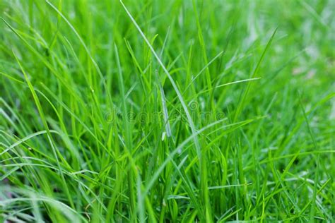 Lush Green Grass Stock Image Image Of Drop Backgrounds 29253517