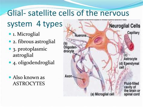 PPT - CELLS OF THE NERVOUS SYSTEM PowerPoint Presentation, free ...