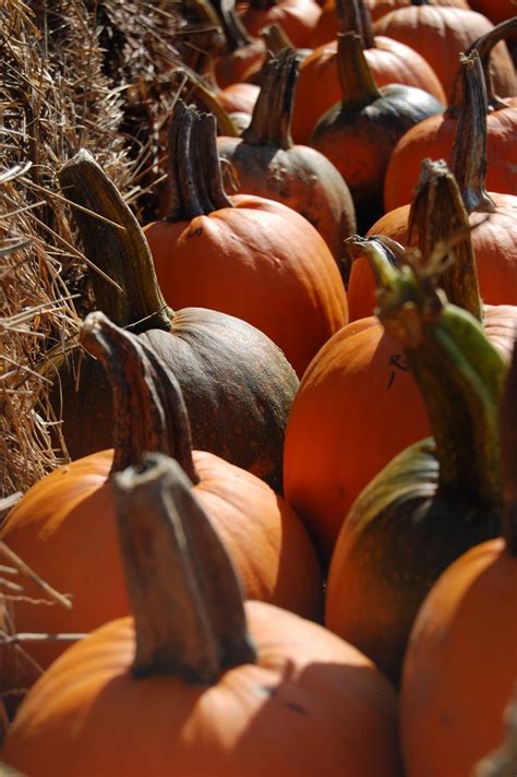 Pumpkins New England