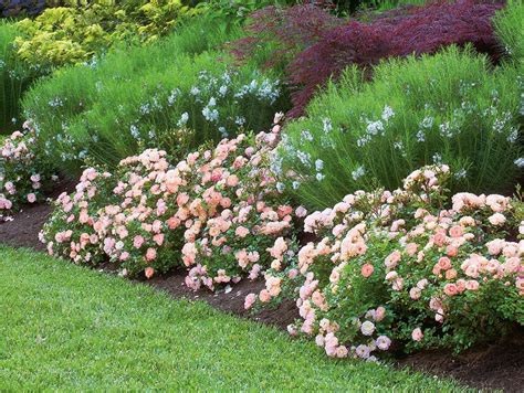 Peach Drift Rose Bush Drift Roses Planting Roses Rose Companion Plants