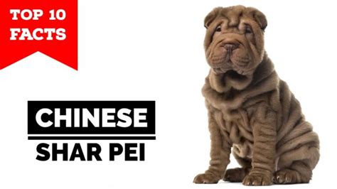 Todo Lo Que Necesitas Saber Sobre La Raza De Perro Shar Pei Cuidados