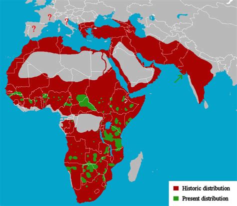 The African Lion King Of The Beasts