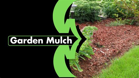 Does Mulch Attract Termites Unpacking The Facts And Myths